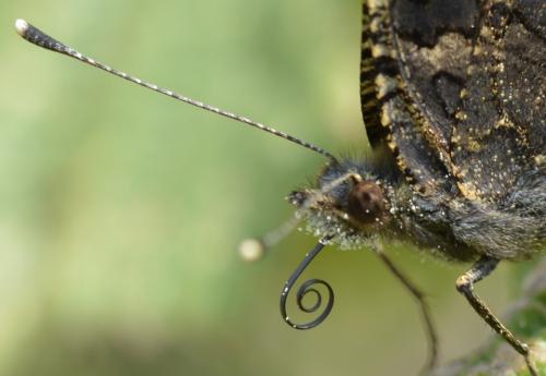 Aglais urticae